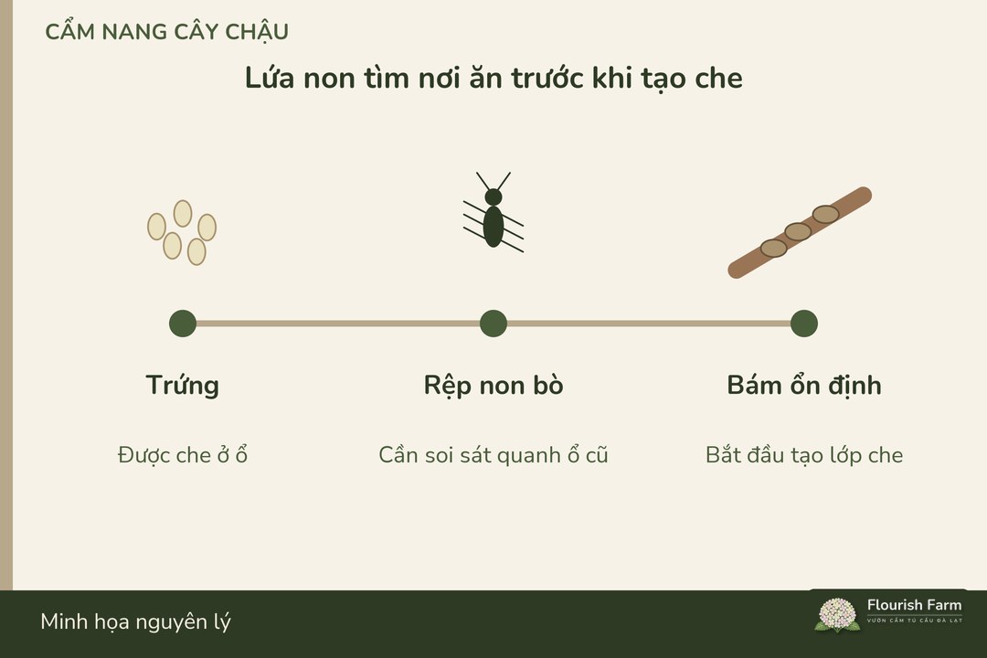 rệp non di chuyển trước khi bám ổn định và tạo lớp che