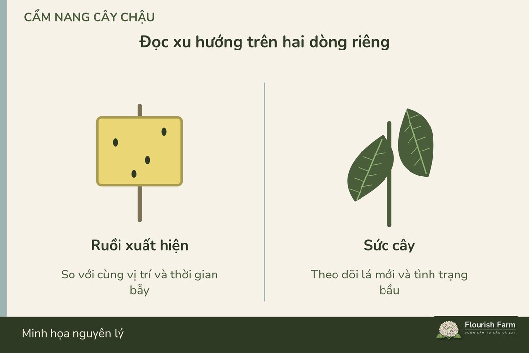theo dõi sự xuất hiện ruồi và sức cây thành hai dòng riêng