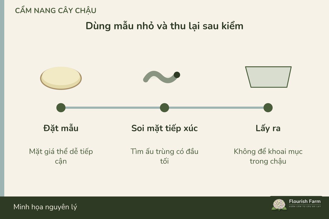 mẫu khoai được thu ra sau quan sát, tránh để mục trong chậu