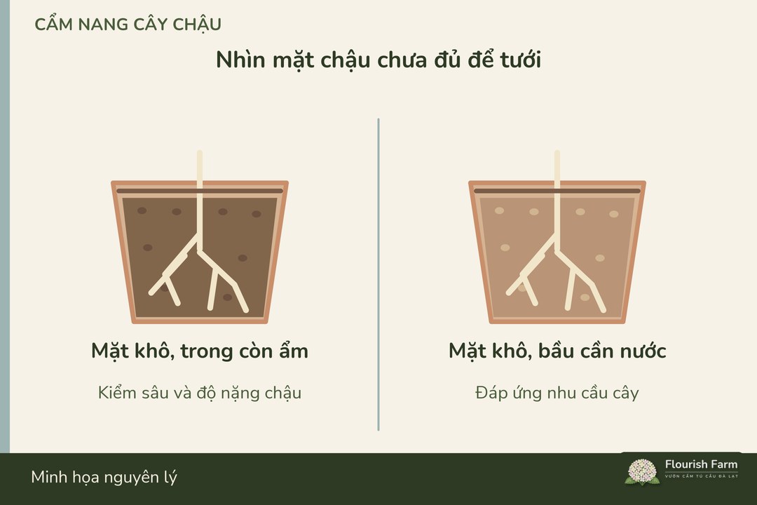 màu mặt giá thể không đại diện độ ẩm toàn bộ bầu