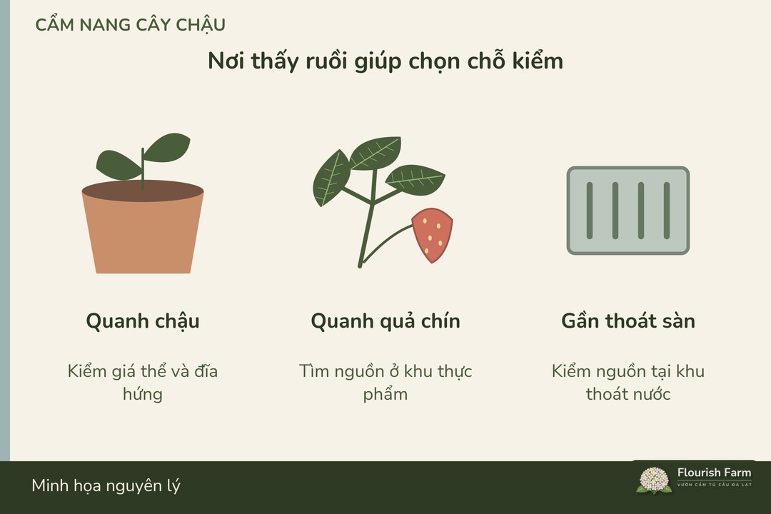 vị trí tập trung ruồi giúp chọn nơi kiểm nguồn phát sinh