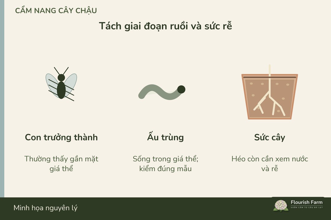con trưởng thành quanh chậu và giai đoạn non trong giá thể