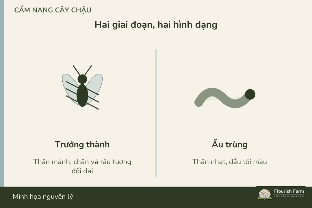 hình dạng ruồi nấm thay đổi rõ giữa giai đoạn non và trưởng thành