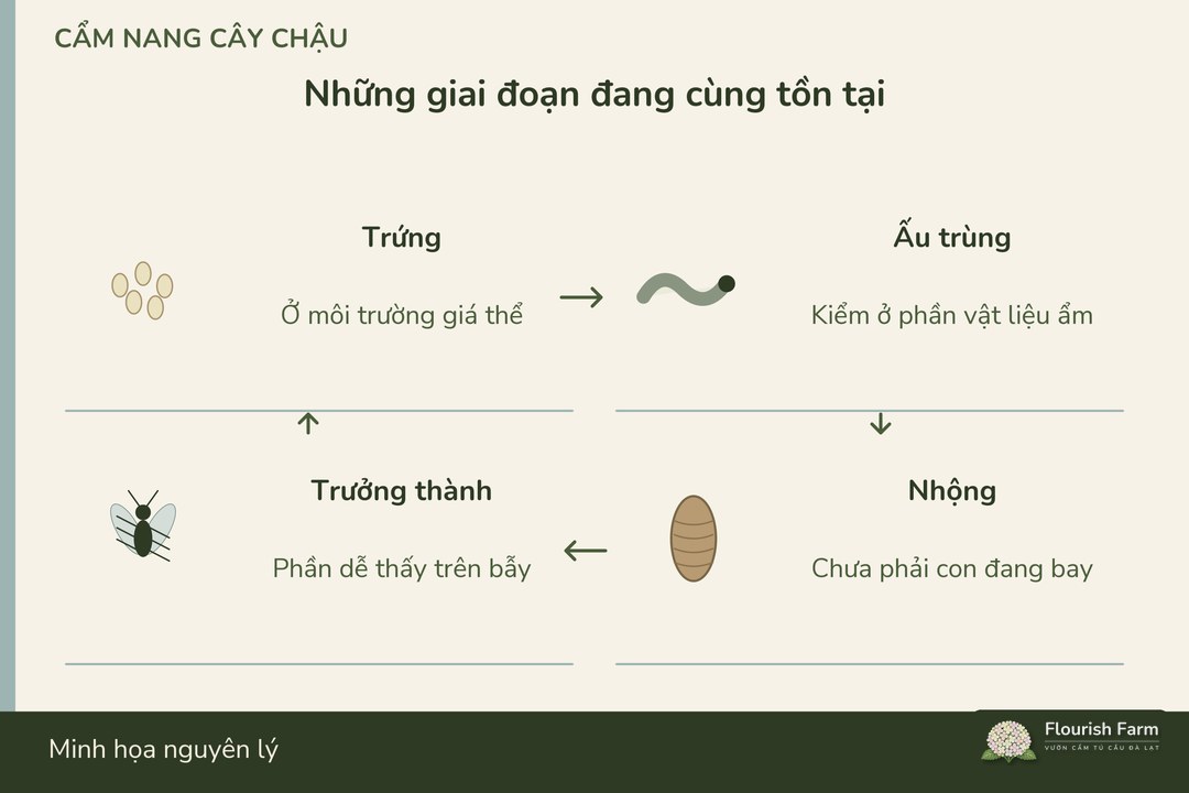 bắt con đang bay chưa tác động hết các giai đoạn trong chậu