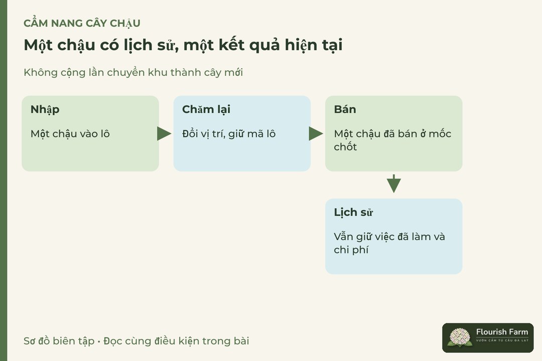 một chậu có lịch sử, một kết quả hiện tại: Nhập, Chăm lại, Bán, Lịch sử