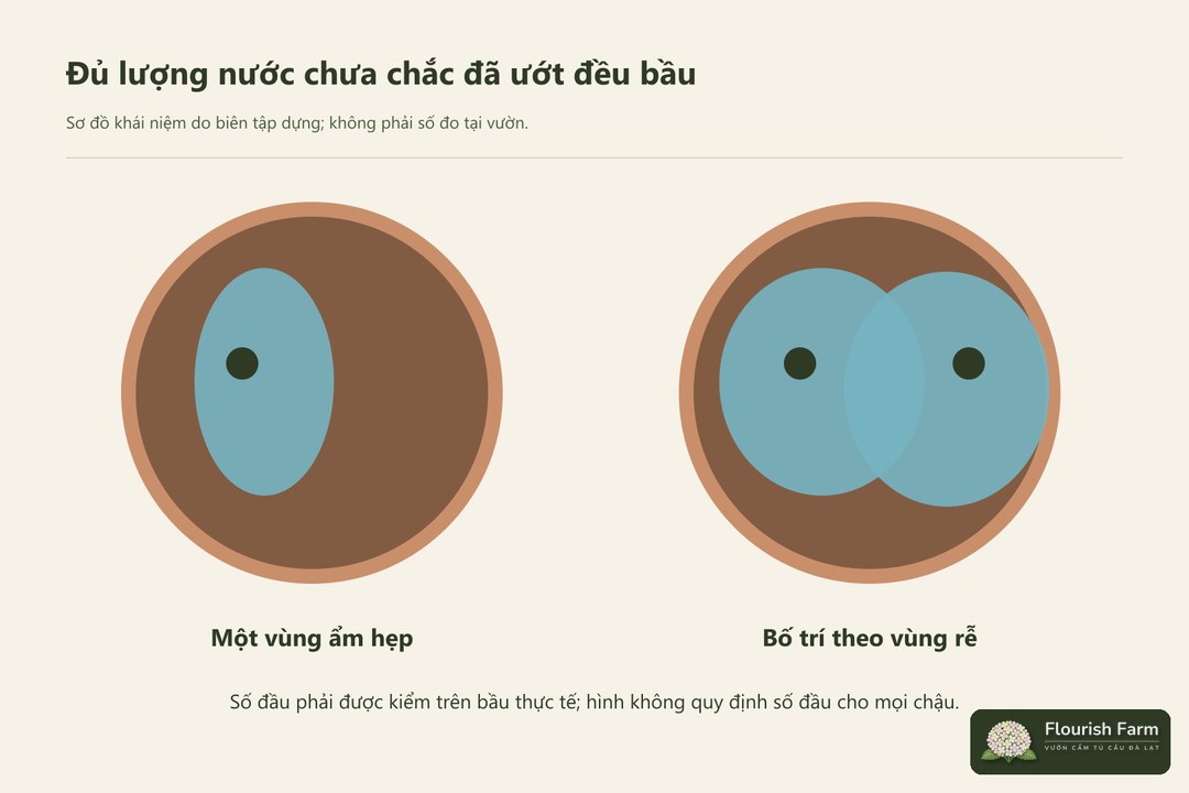 lượng nước đúng chưa bảo đảm vùng rễ nhận nước đều.
