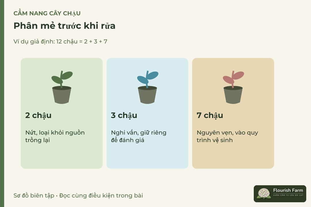phân mẻ trước khi rửa: 2 chậu, 3 chậu, 7 chậu