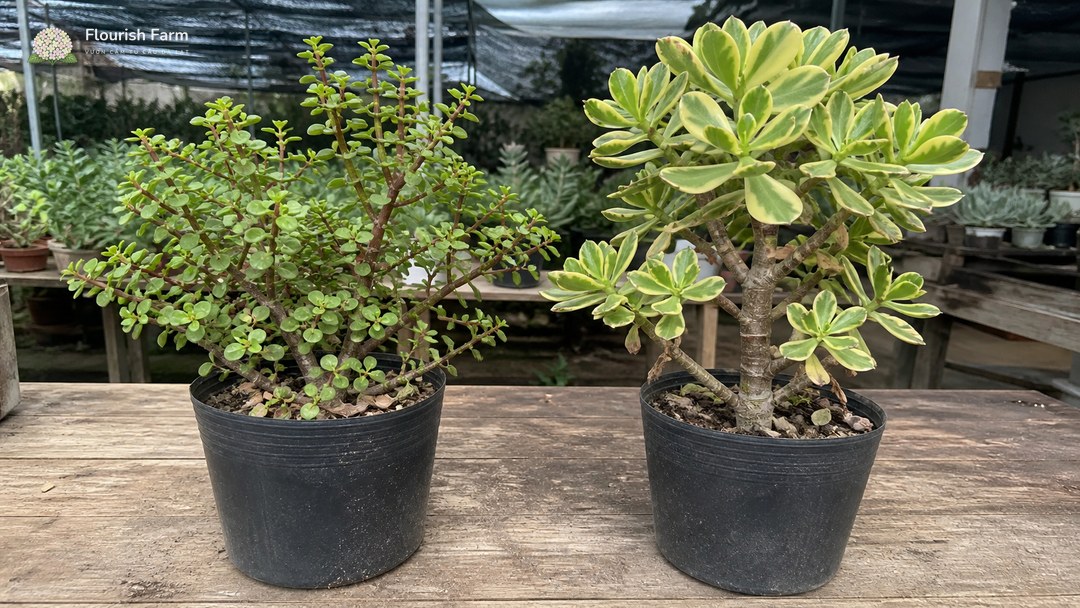 Portulacaria afra lá nhỏ bên trái và Crassula ovata viền vàng lá lớn bên phải