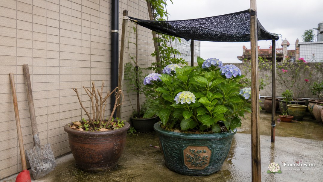 Chậu cẩm tú cầu dưới lưới che cạnh chậu đã cắt nghỉ trong sân miền Bắc