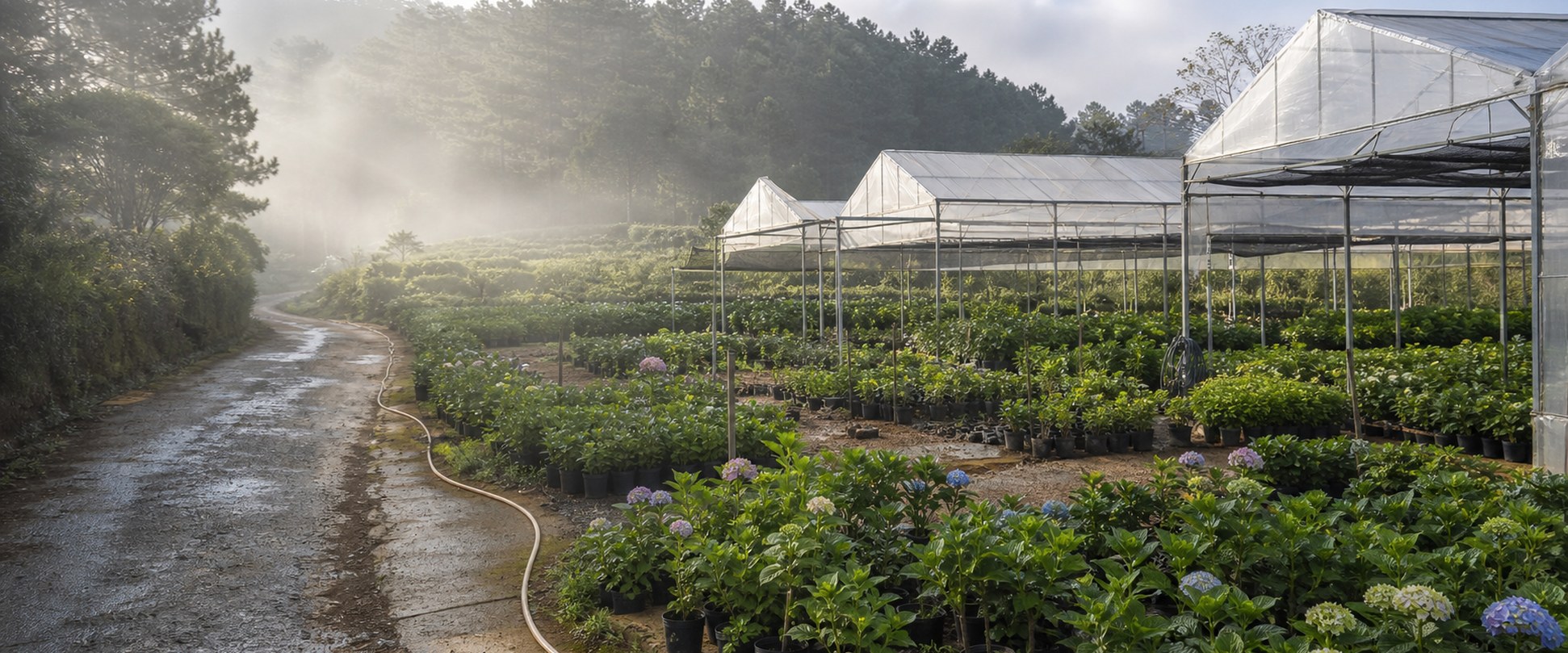 Vườn hoa cẩm tú cầu Flourish Farm tại Đà Lạt