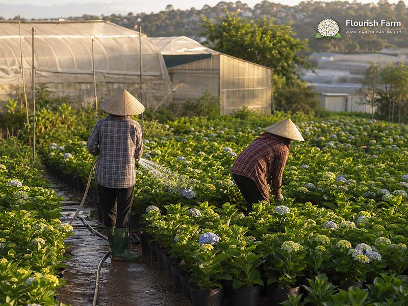 Chậu hoa sống cần tiếp tục được tưới, dưỡng và theo dõi sau khi đưa vào trưng.