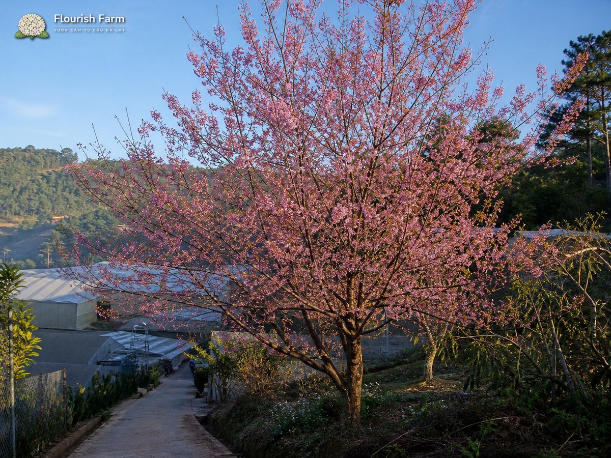 Mai anh đào Prunus cerasoides trưởng thành, thân gỗ rụng lá và nở hoa hồng trên cành.