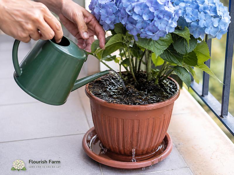 Tưới vào mặt giá thể đến khi nước thoát đáy, tránh giữ chậu ngập lâu trong khay.