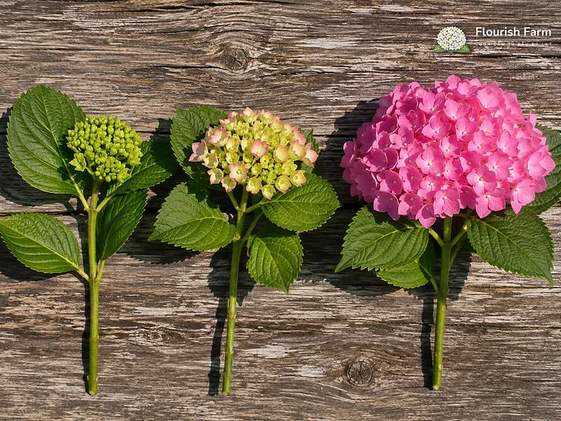 muốn mua cẩm tú cầu hồng thì lưu ý gì