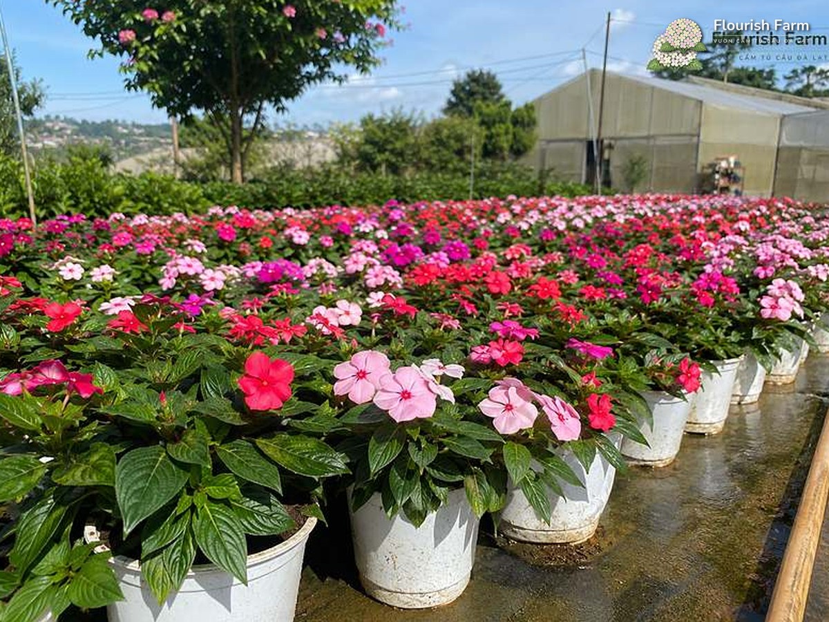 Mai địa thảo và ngọc thảo là những tên gọi thường gặp của nhóm Impatiens trồng chậu.