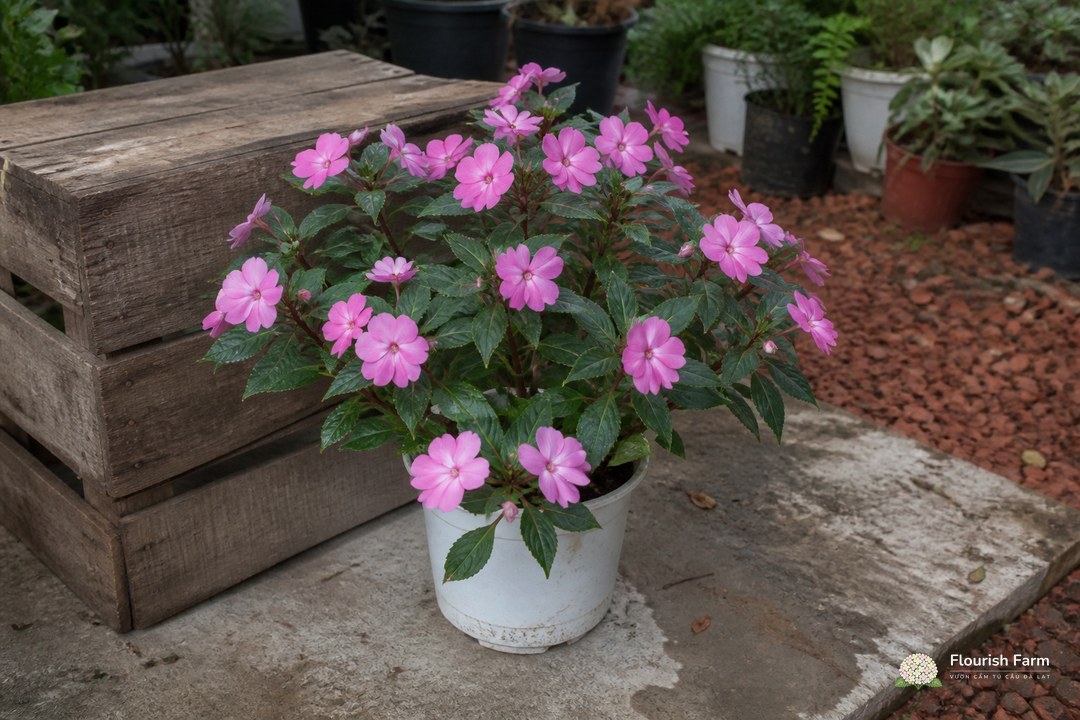 chậu Impatiens hoa hồng đặt cạnh thùng gỗ cũ trong vườn ươm