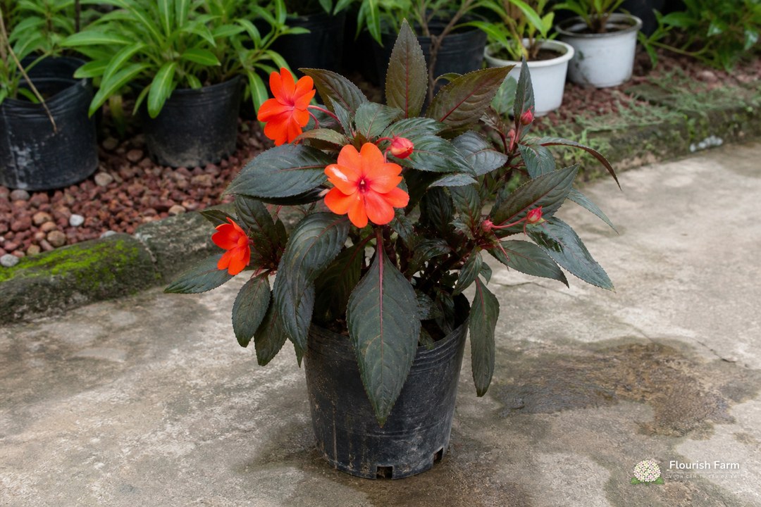 cây Impatiens nhóm New Guinea với lá lớn sẫm và hoa đỏ cam