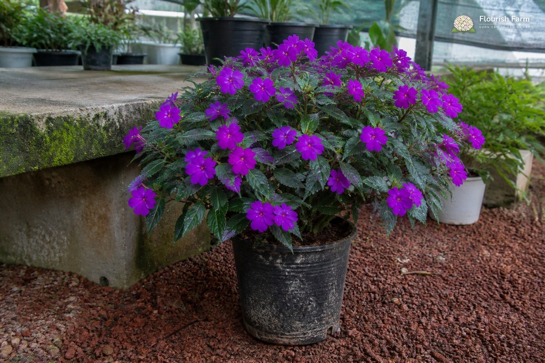 chậu Impatiens hoa tím trong góc vườn ươm có bệ bê tông phủ rêu