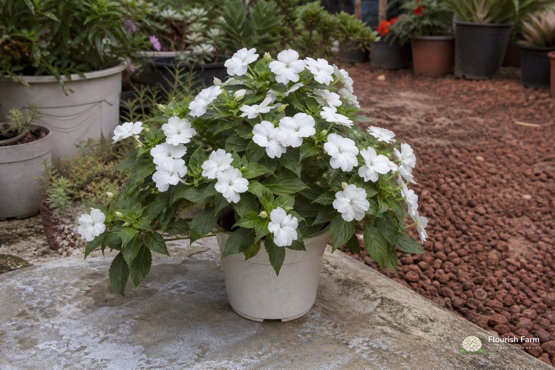 chậu Impatiens hoa trắng trên bệ đá cũ cạnh lối đi vườn ươm