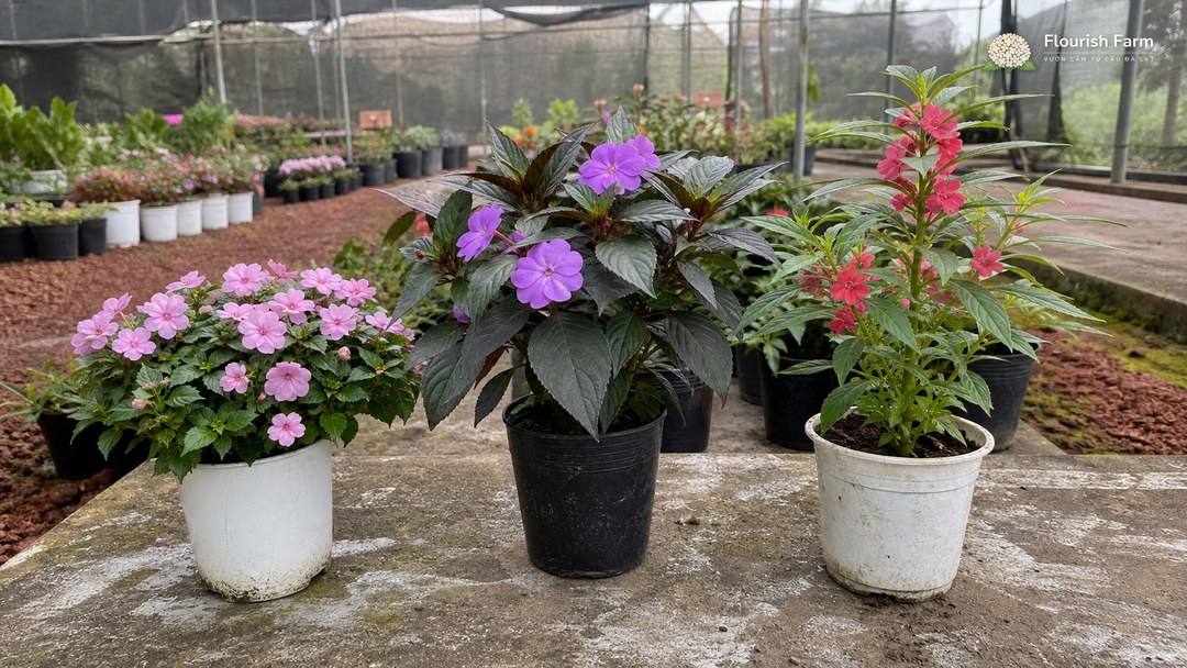 ba dáng cây impatiens khác nhau đặt cạnh nhau trong một vườn ươm