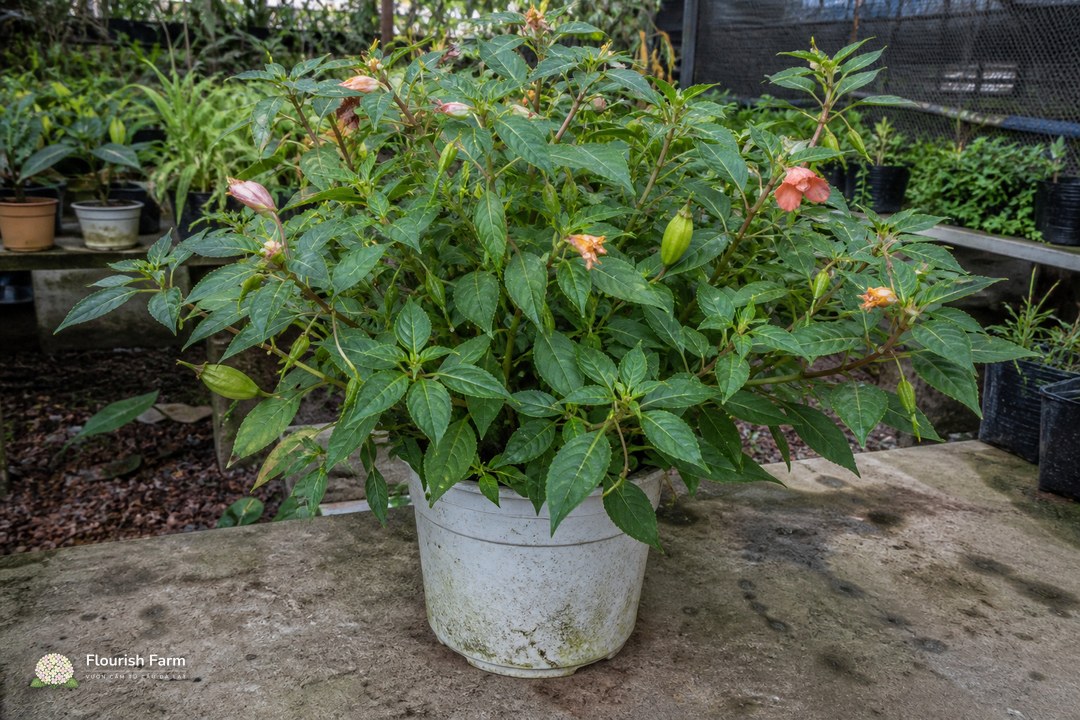 một cây Impatiens trưởng thành có nhiều quả nang xanh trên cành