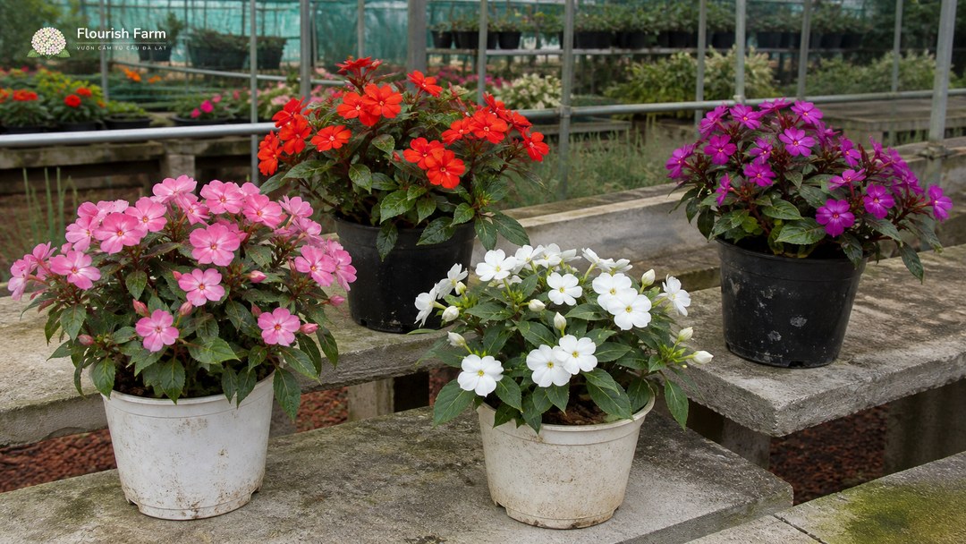 bốn chậu impatiens màu hồng, đỏ cam, trắng và tím trong vườn ươm