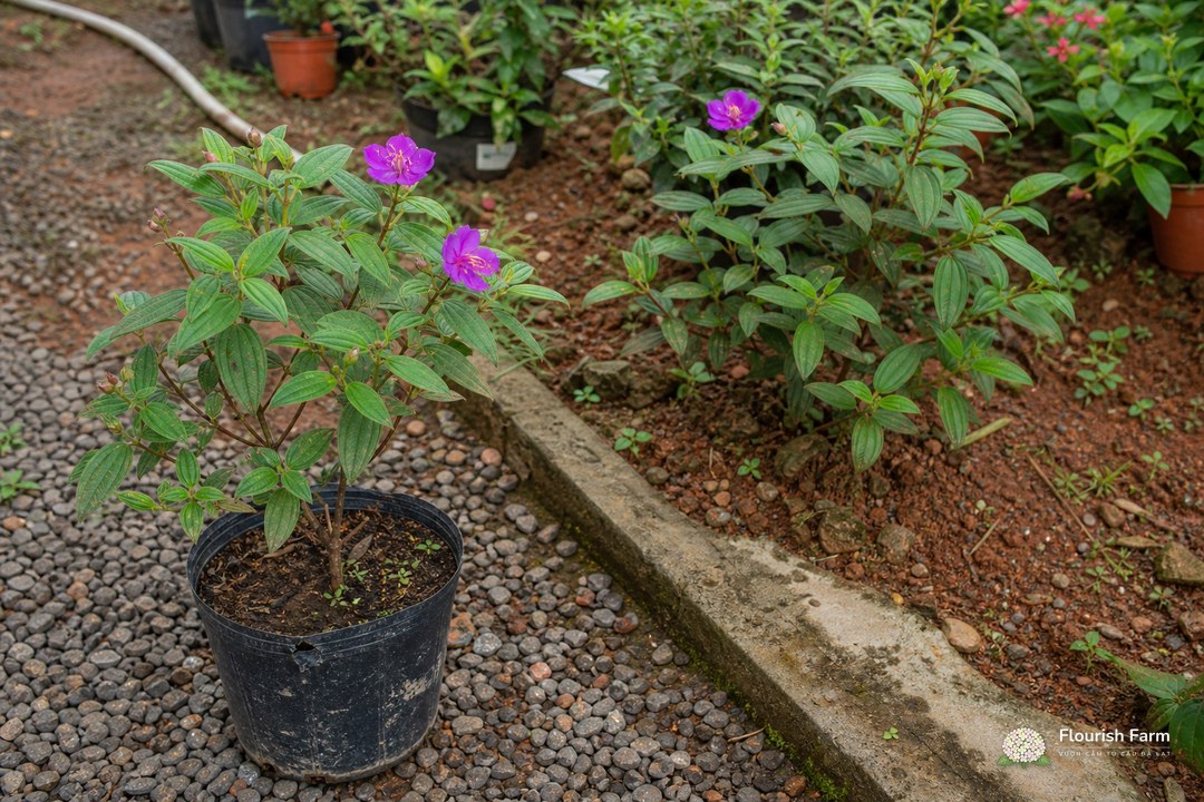 một cây mua tím trong chậu đặt cạnh một bụi mua trồng trực tiếp ở bồn đất bazan ngoài trời