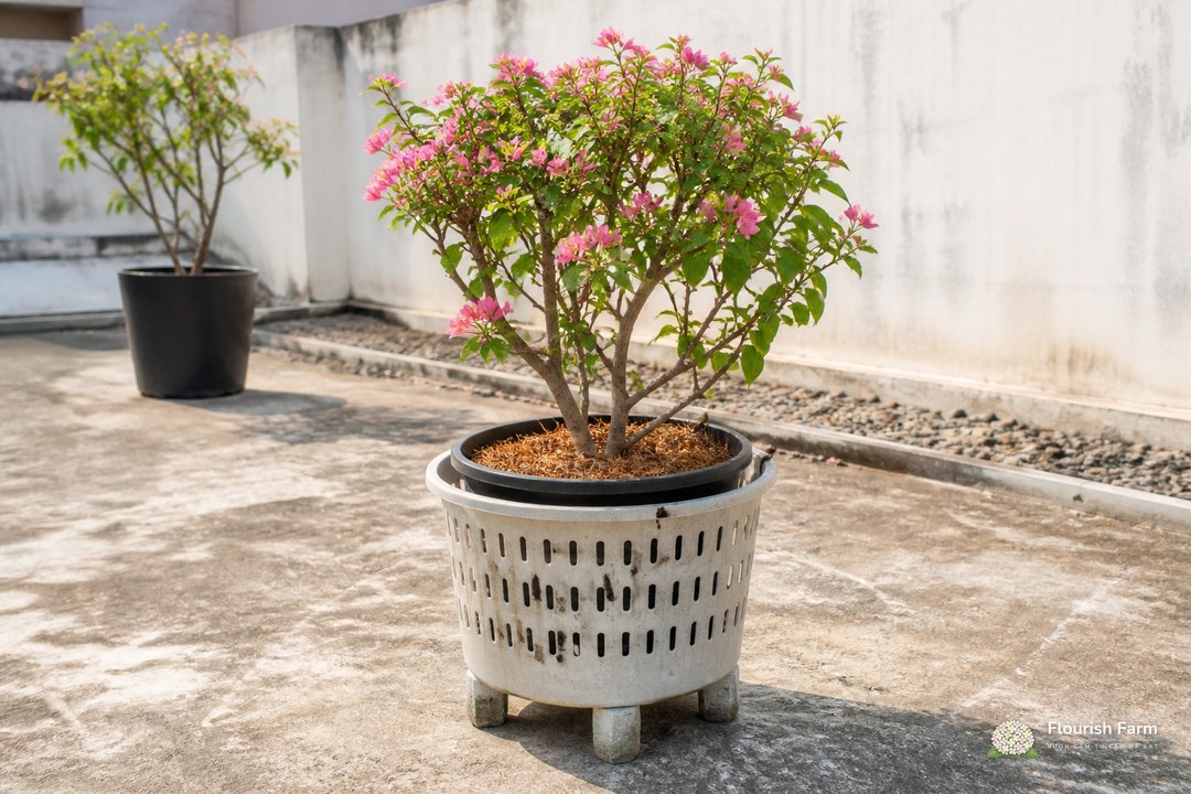 chậu đen đặt trong vỏ sáng màu có khe thoáng và được kê khỏi nền nóng