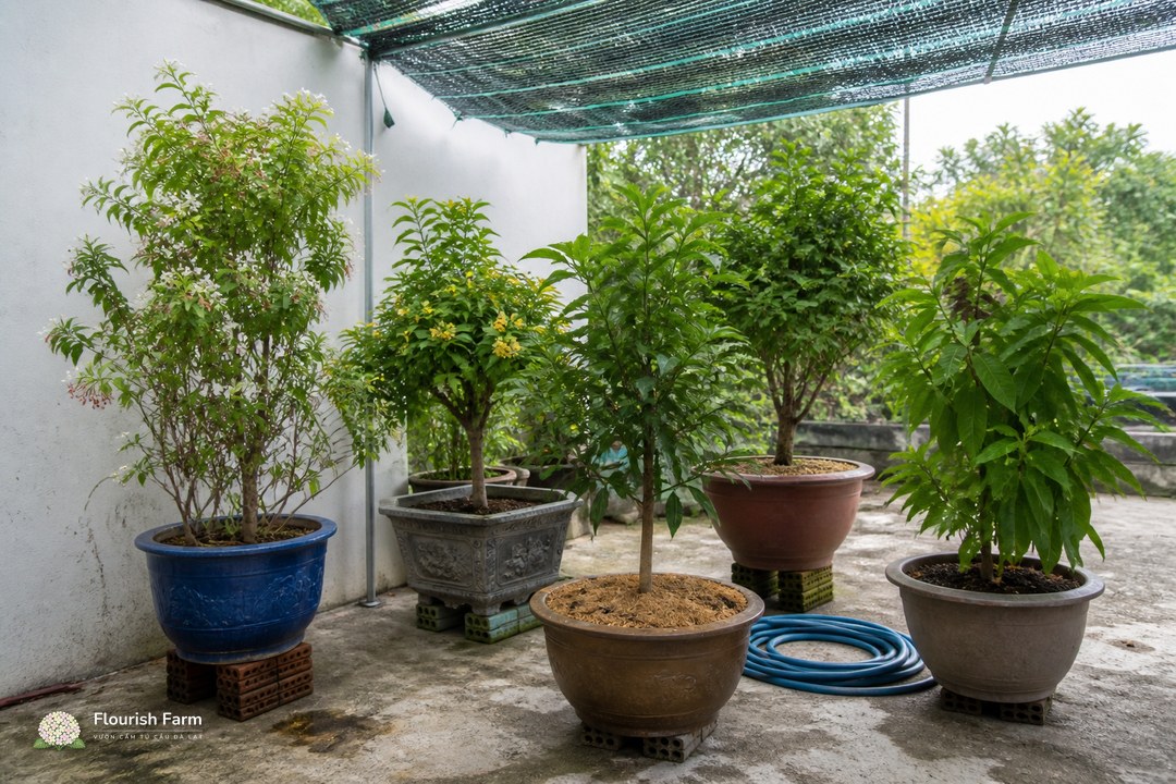 nhóm chậu cây được kê khỏi nền và đặt dưới lưới che thoáng trước đợt nóng