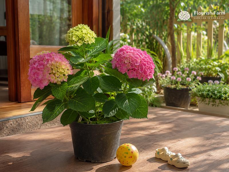 ngửi hoa cẩm tú cầu có độc không