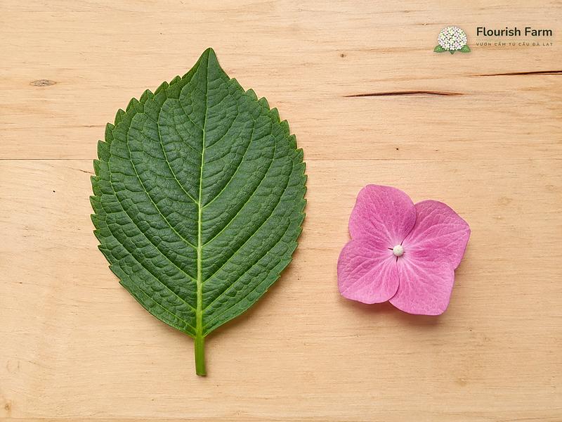 nhà có trẻ nhỏ thì trồng cẩm tú cầu được không