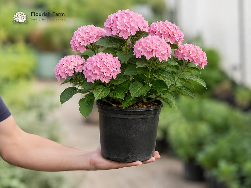 Chậu nhỏ nhẹ nhưng nóng và khô nhanh hơn khi đặt trên sân thượng.