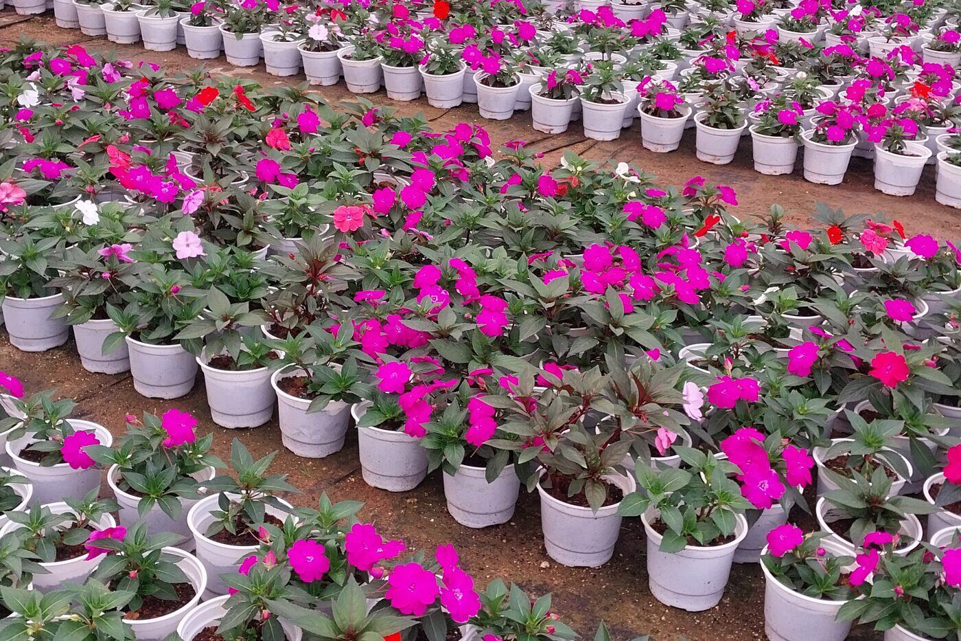 Vườn cẩm tú cầu Flourish Farm, Đà Lạt
