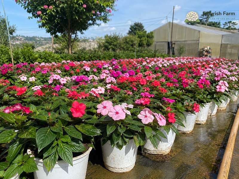 trước khi chăm, cần biết gì về ngọc thảo