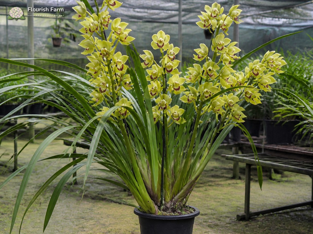 ngồng hoa địa lan đang phát triển giữa các lá dài