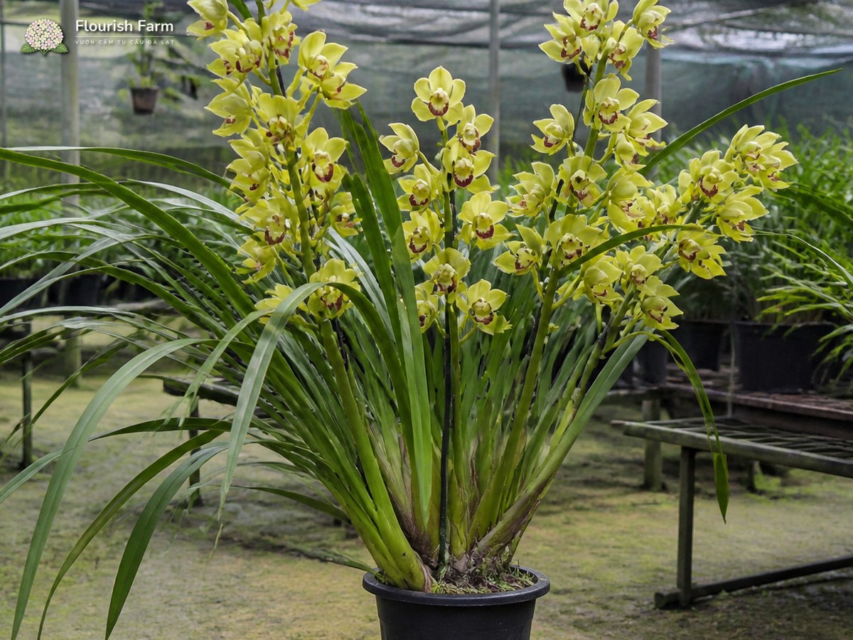 người chơi địa lan xem cả độ khỏe của lá, giả hành và cấu trúc vòi hoa