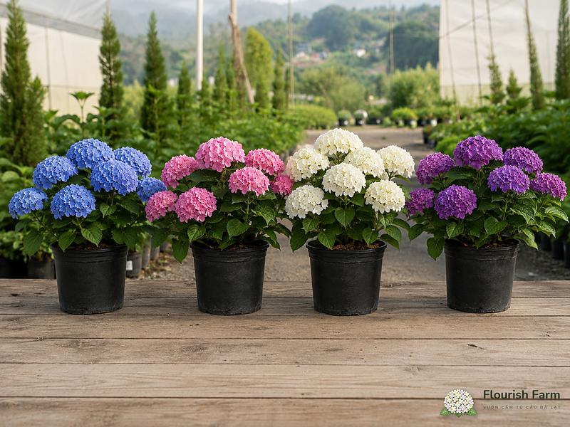 Trước khi đưa cây lên mái, cần chốt vị trí, tải trọng và đường thoát nước.