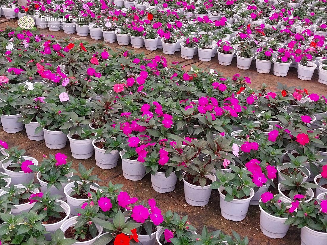vườn ngọc thảo trồng chậu trắng nhiều màu tại đà lạt