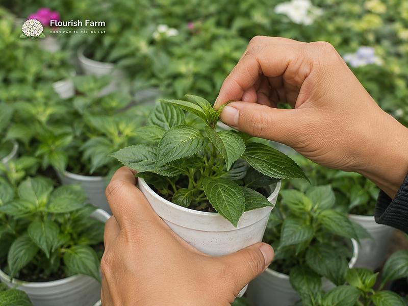 ý nghĩa hoa ngọc thảo và hợp mệnh gì